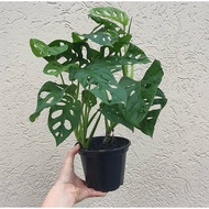 Monstera andansoni water ornamental plant - Monstera janda bolong
