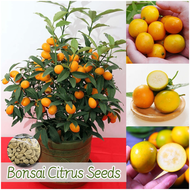 ปลูกง่าย เมล็ดสด100% เมล็ดพันธุ์ กัมควอต บรรจุ 30-40เมล็ด Citrus Kumquat Seed Fruit Seeds for Planting เมล็ดส้มจี๊ด บอนสี เมล็ดผลไม้ ต้นไม้ผลกินได้ เมล็ดพันธุ์ผัก พันธุ์ไม้ผล บอนไซ ต้นบอนสี เมล็ดบอนสี ต้นผลไม้ ต้นไม้แคระ ผลไม้อร่อย เมล็ดดอกไม้ Plants