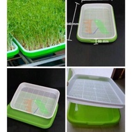 Sprout growing tray, Sprout nursery tray, Wheatgrass growing tray, Rack, hydroponic tray 34x25x5cm t