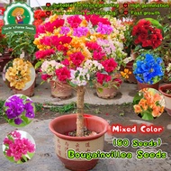Bonsai Bougainvillea Seeds for Planting & Gardening (Mixed Color 70 Seeds) Dwarf Bougainvillea Live 