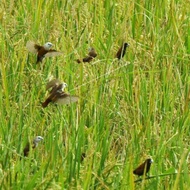 JARING BURUNG PIPIT JARING SAWAH 3 METER X 100YARD WARNA PUTIH