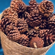 DRY PINE FRUITS, SET OF 5 DRIED PINE FRUITS.