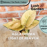 Aglaonema Light of Heaven 105mm Pot Live Plant Rare Indoor Plant Pokok Hiasan Keladi Pokok Viral [Lu