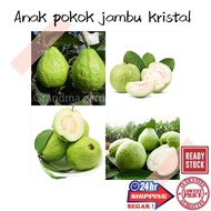 (GG real plant) anak Pokok jambu kristal (tanpa biji / seedless) crystal guava^ cpt berbuah hybrid t