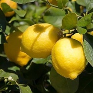 Bibit Jeruk Lemon California Unggulan .