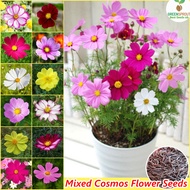 Potted Cosmos Flower Seed Assorted Flower Seeds for Gardening (100 Seeds/Pack) Growing Seeds Seeding