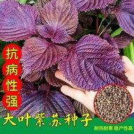 Perilla Seeds Seeds Seeds Edible Perilla Leaf Seeds Seeds Seeds Wild Vegetables Vegetables Seeds Fou