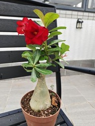 紅色沙漠玫瑰盆栽