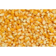 Pop Corn Biji Jagung Corn Kernel Bertih, Jagung Mushroom Popcorn Mushroom 爆米花 玉米粒 250g / 500g / 1kg