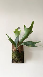 女王鹿角蕨 Staghorn Fern Mounted Plant