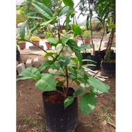 benih pokok jambu bertih hybrid