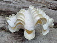 鱗硨磲貝 Tridacnidae 完整貝殼個體
