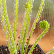 Drosera Filiformis Frame | PETFLYTRAP