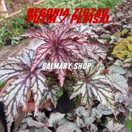 BARU Tanaman Hias Bunga Begonia Rex Zigzag Putih / Perisai / Begonia