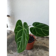 Keladi viral/Anthurium Cystallinum/ Kuping Gajah