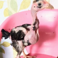 Anak ayam saigon muda usia 3 bulan/Harga per ekor/Kuat dan unggul/dapa
