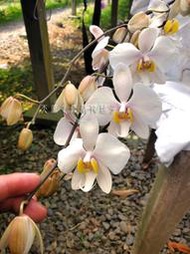 【蘭花舖子】Phalaenopsis philippinensis 菲律賓蝴蝶蘭