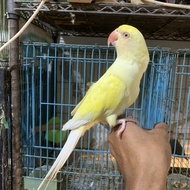 Burung indian ringneck creamino