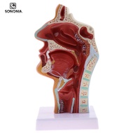[SONONIA] Human Body  Model - 1:1 Human  Nasal Cavity   Model, School Educational Model