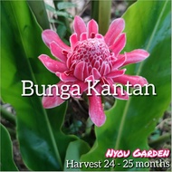 Biji Benih Bunga Kantan 30 biji