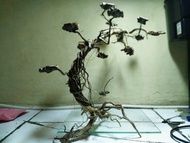 Terbaik Pohon moss aquascape Bahan akar senggani
