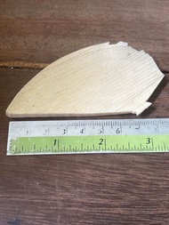 เครื่องรางงาช้าง (2229)แผ่นใหญ่ ลายชัด ๆเกรดA++เสริมอำนาจบารมี เสริมโชควาสนา )