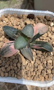 克錦(多肉植物，塊根植物，球根植物，龍舌蘭，大型多肉植物，仙人掌，仙人球，仙人頭，石化，綴，菊水，海鮮，草球，牡丹，玉露，室內外，戶外，夠光)