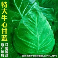 Niu Xin Kale Seeds Encyclopedia Core Vegetable Seeds Vegetable Seeds Original Seeds Encyclopedia