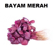 BAYAM MERAH 600 -BAYAR DI TEMPAT - 600pcs bibit / benih / Biji BAYAM MERAH / BAYAM CABUT / BAYAM RED