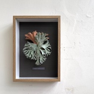 皮革製 P. willinckii CCS 鹿角蕨相框_送禮/收藏