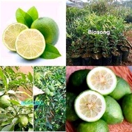 ♞,♘Biasong lemon/Suha 1kilo ( Buy 4kilo  free 1kilo)