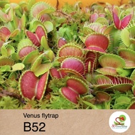 ☘️ Carnivorous Plants - Venus Fly Trap "B52"