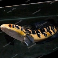 KEM4RI. Channa maru Ys 25cm -chana yellow sentarum
