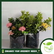 Ixora Sunkist/Orange Plant (PTP0170) | RANDOM COLOR