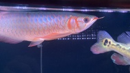 SUPER RED ARWANA 35 cm