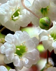 White Baby Breath Seeds *branching stems *(Gypsophila Elegans)
