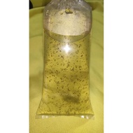 Fish Things Magna Daphnia Starter