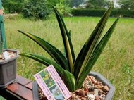 ※※蜜之鄉※※虎尾蘭-瑪莎-Marsha Anjani-粗壯-(母+子7500元)-裸寄-後3張113-0921拍的現狀