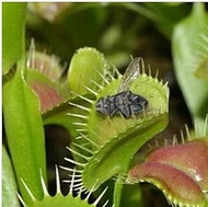 New Fresh 30pcs Seeds of Plants Venus Fly Trap Verdi: Only Seeds Not A Live Plants