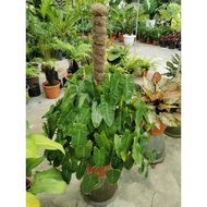 【TW668】 Philodendron Burl Marx cutting / Keratan Batang / pokok