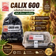 เมล็ดปาล์มน้ำมัน คาลิกซ์ 600 ( Calix 600 ) เมล็ดละ 11 บาท จำนวน 200 เมล็ด พร้อมใบรับรองสายพันธ์ุ 💯