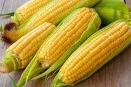 50++ bbenih bibit jagung manis super bibit jagung/jagong manis unggul