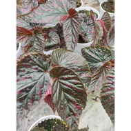 Begonia  brevirimosa