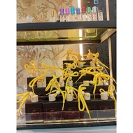 AIRR FRESHENER / CARR PERFUMEE | 10ml