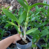 Anggrek Dendrobium Dewasa