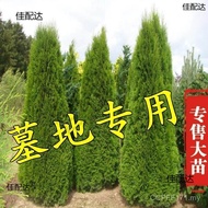 T Tartar Cypress Tree Miao Shu Cypress Big Tree Cypress Tree Miao Pine Cypress Tree Dragon Tree Pine