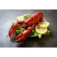 Canada Boston Lobster Pcs