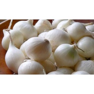 🔥Hot🔥Bawang Putih Tunggal Jantan /Single Garlic /Solo Garli 1kg