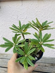 泡泡葉巨琉桑
