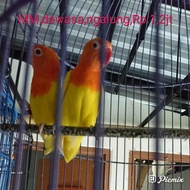 Burung lovebird lb dewasa lutino mm ngalung